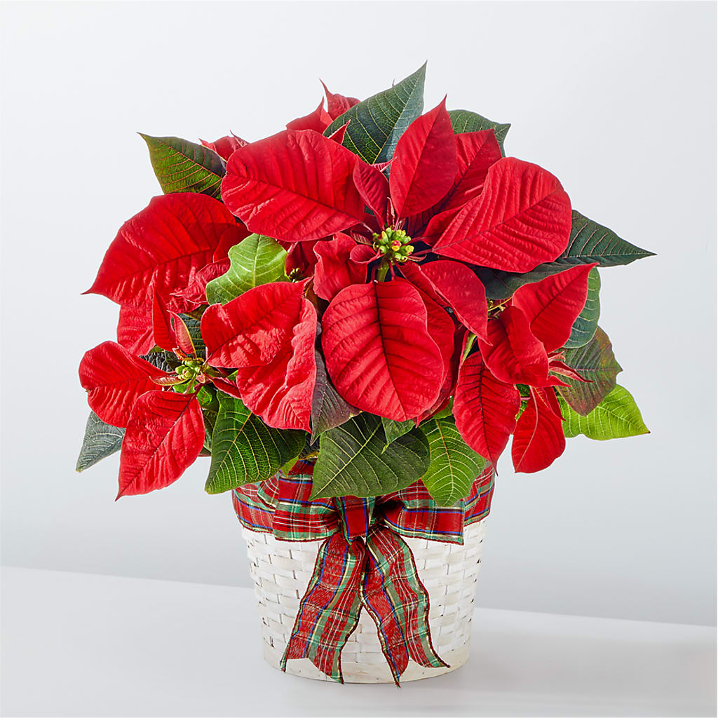 Happiest Holidays Poinsettia – LESSLY'S FLOWERS, Columbia Heights MN