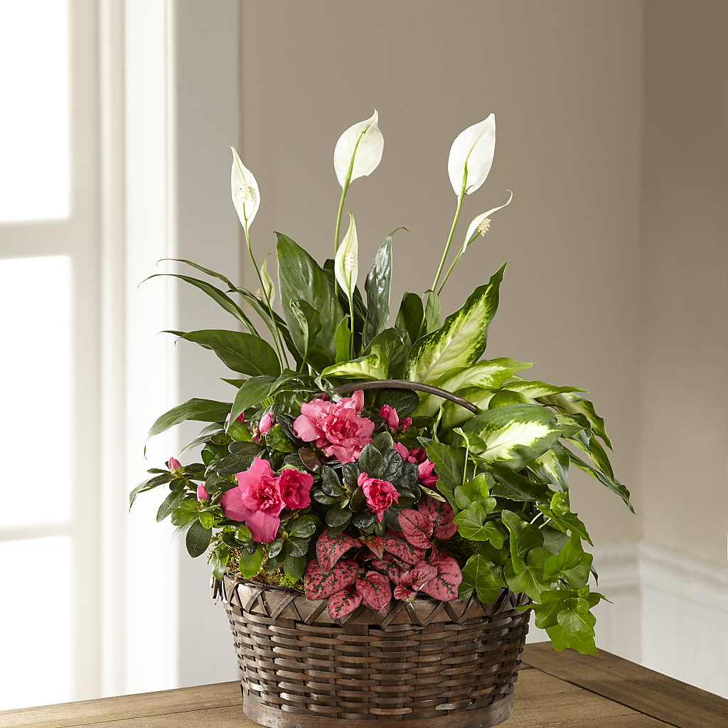 Dream in Pink Dishgarden – LESSLY'S FLOWERS, Columbia Heights MN