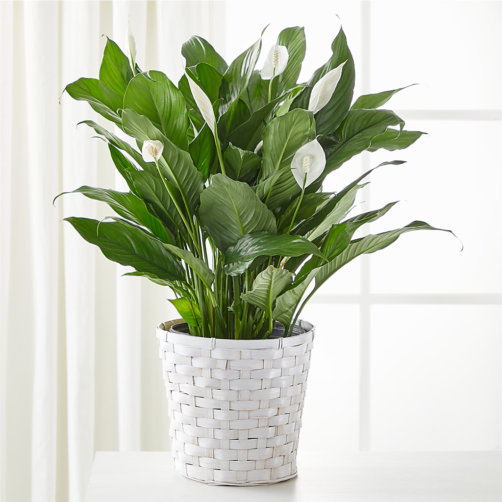 A New Leaf Peace Lily – LESSLY'S FLOWERS, Columbia Heights MN