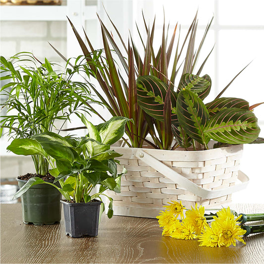 Florist Designed Blooming and Green Plants in a Basket – LESSLY'S FLOWERS, Columbia Heights MN