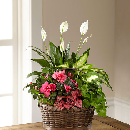 Dream in Pink Dishgarden – LESSLY'S FLOWERS, Columbia Heights MN